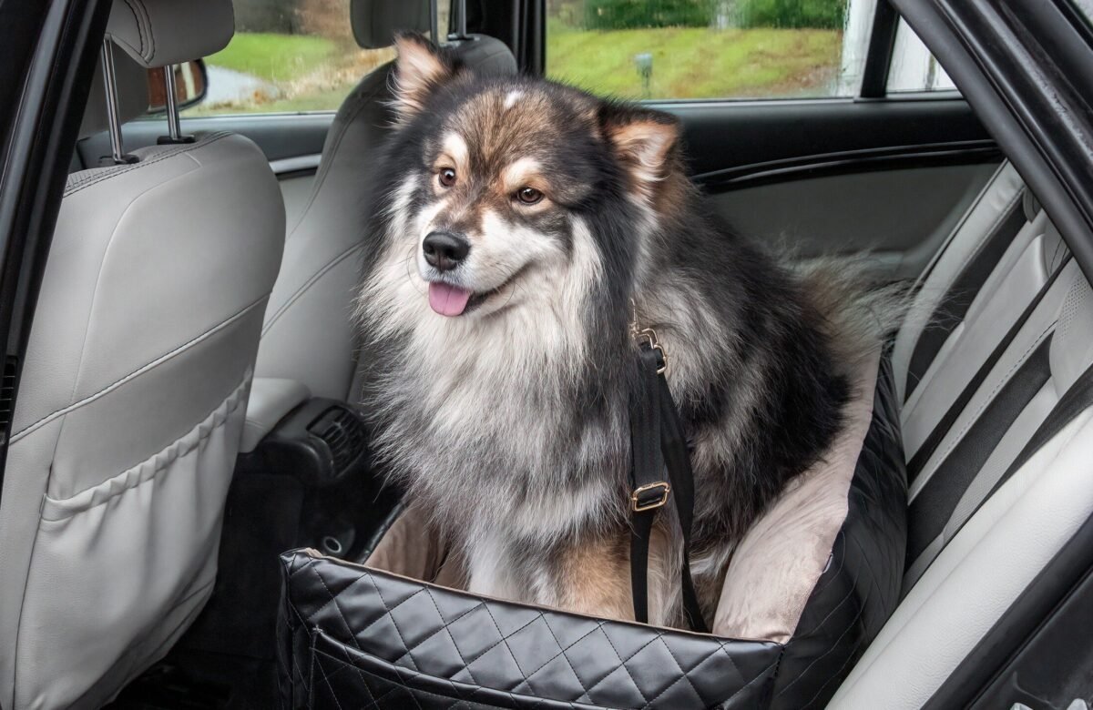 Viajar con mascotas en verano: qué dice la ley y lo que te puede costar una multa